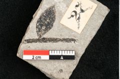 Foto (Detailansicht) von Plantae indet.  (NHMW-GEO-2024-0188-11452)